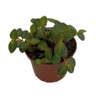 2.5" Pot La Laja Trace Peperomia Plant Easy to Grow Succulent