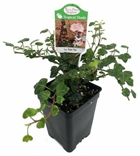 2.5" Pot Peter Pan English Ivy Terrarium/Fairy Garden/House Plant