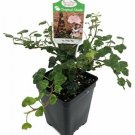 2.5" Pot Peter Pan English Ivy Terrarium/Fairy Garden/House Plant