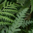Quart Pot Hardy Tokyo Wood Fern - Dryopteris tokyoensis