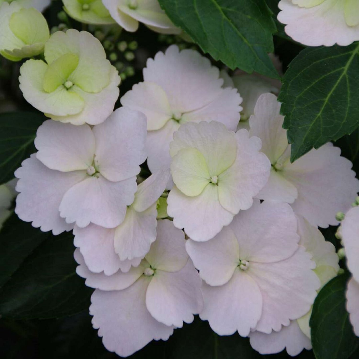 4" Pot FAIRYTRAIL BRIDEâ„¢ Cascade Hydrangeaâ„¢ White Blooms - Proven Winners