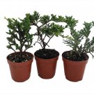 3 Plants 2" Pots Zen Living Bonsai Assortment