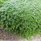 3" Pot Elfin Thyme Plant - Thymus minus - World's Smallest Thyme - Live Plant