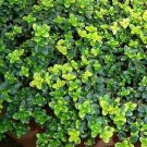 3" Pot Golden Lemon Thyme Plant - Bright Golden-Edged Leaves - Live Plant