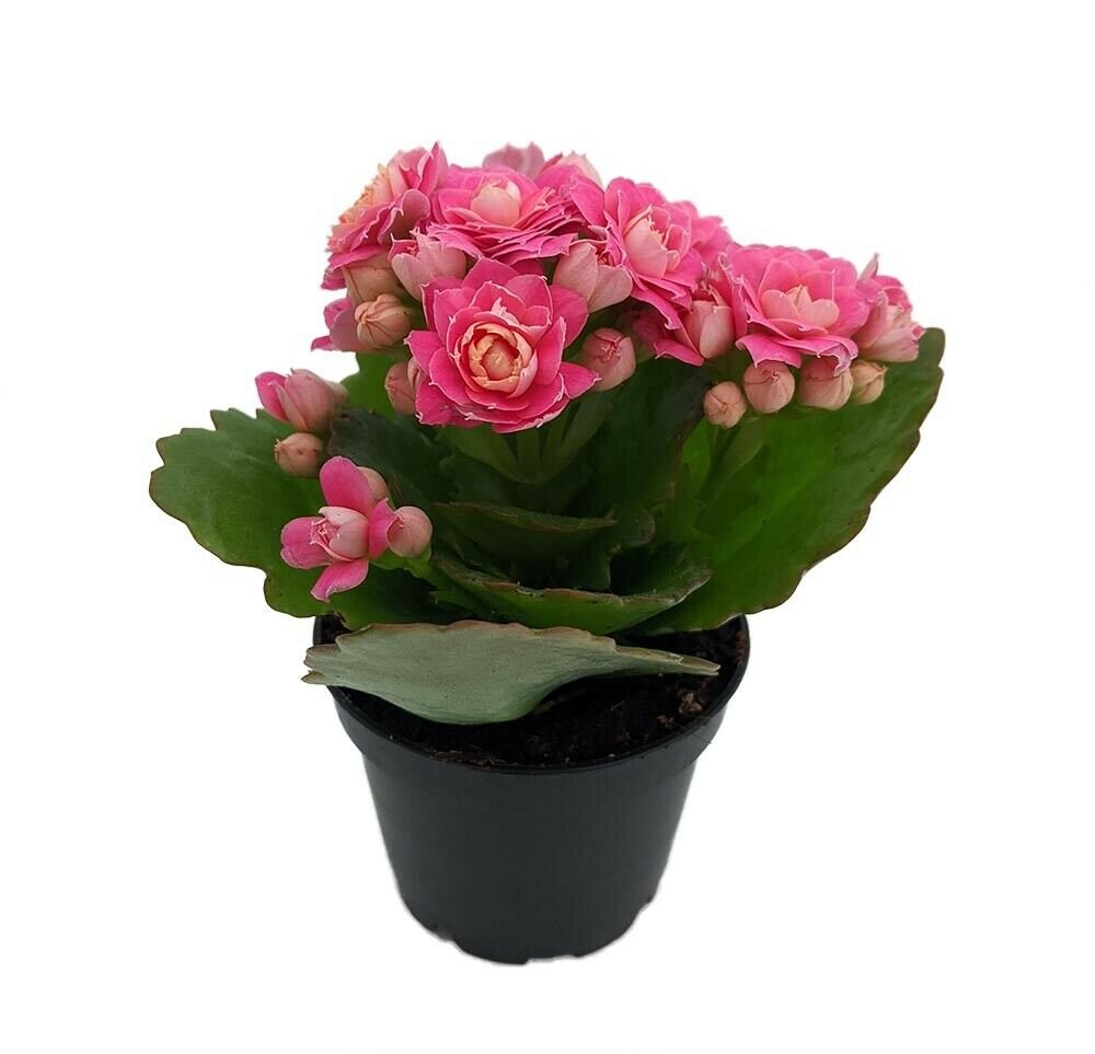 2.5" Pot - Pink Calandiva Plant - Kalanchoe - Double Pink Blooms