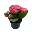 2.5" Pot - Pink Calandiva Plant - Kalanchoe - Double Pink Blooms