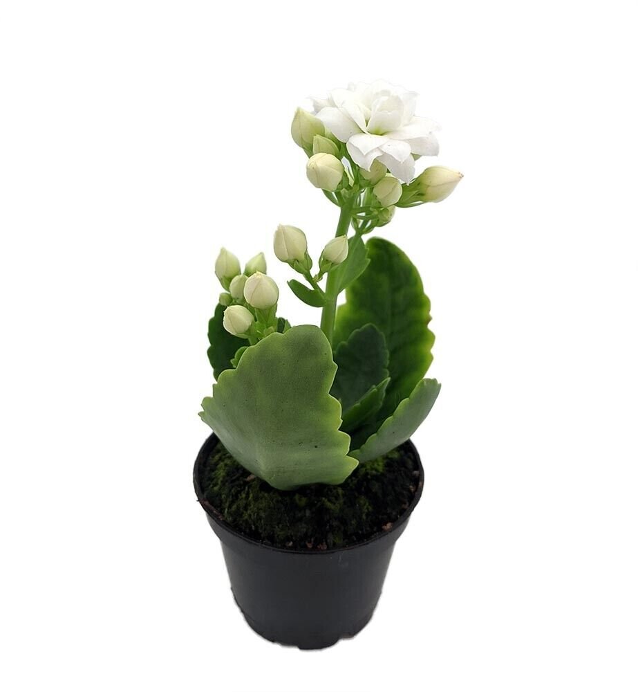 2.5" Pot - White Calandiva Plant - Kalanchoe - Bright White Double Blooms
