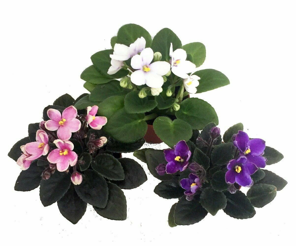 3 Plants/2" Pot - Miniature African Violet - Great for Terrariums/Fairy Gardens