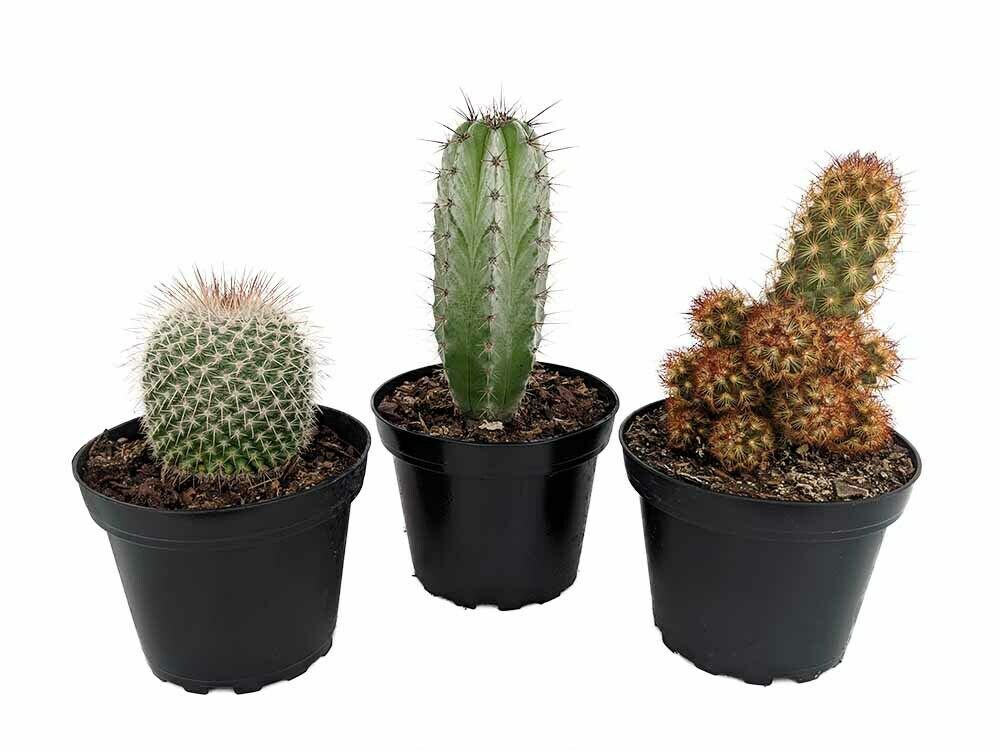 3 Plants - 4" Pots Instant Cactus Collection
