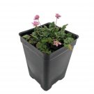 2.5" Pot - Double Pink Fairy Erodium - Cranesbill/Alpine Geranium - Fairy Garden