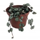 2" Pot - String of Hearts - Hearts Entangled -Ceropegia woodii-Collector' Series