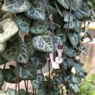 2.5" Pot - Rosary Vine - Ceropegia woodii - String of Hearts - Collector' Series