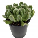 4" Pots Topsy Turvy Succulent Plant - Echeveria runyonii - Easy to grow