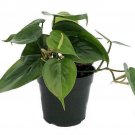 4" Pot Heart Leaf Philodendron - Easiest House Plant to Grow