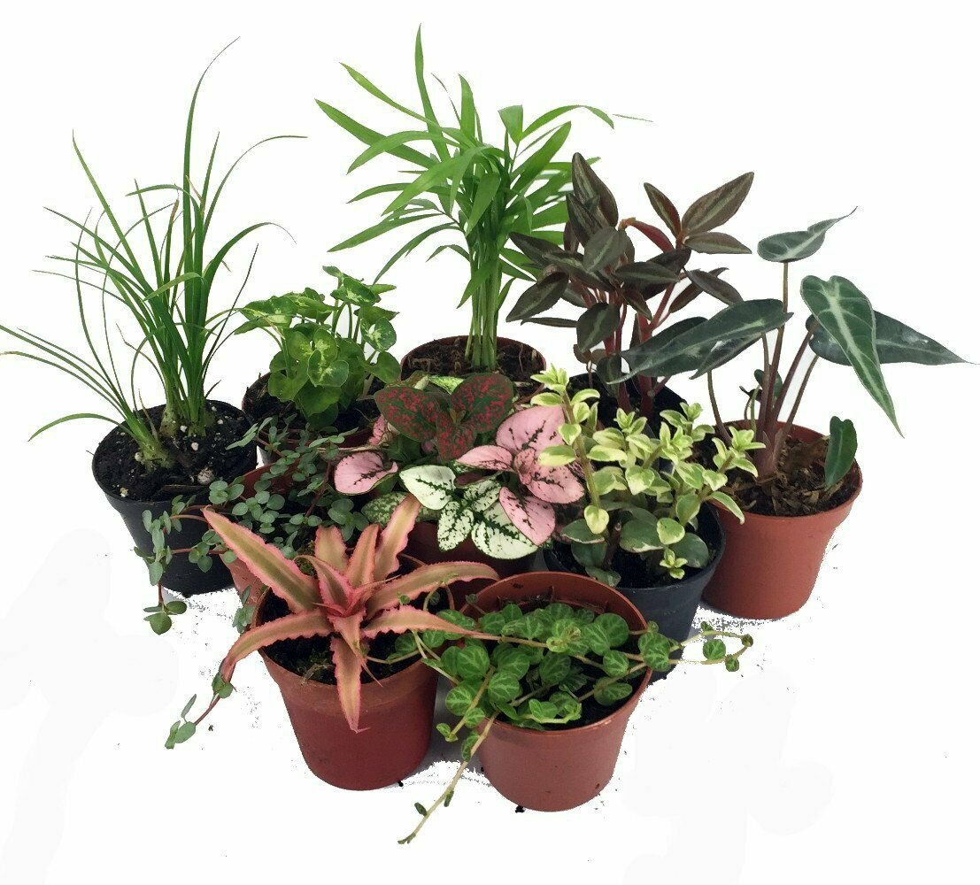 10 Plants in 2" Pots Terrarium & Fairy Garden Plants