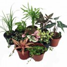 10 Plants in 2" Pots Terrarium & Fairy Garden Plants