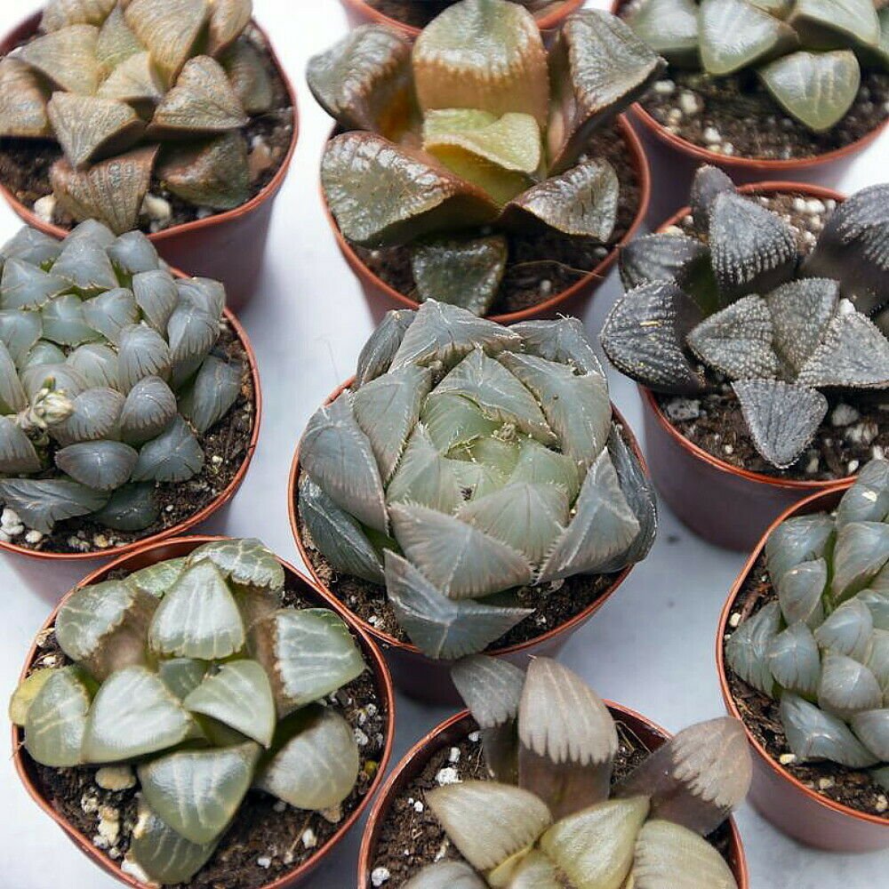 2" Pots Rare Glass Haworthia Collection 3 Plants - Easy to grow/Hard to kill