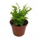 2.5" Pot - Emerald Vase Fern - Nephrolepis exaltata - Upright Boston Fern