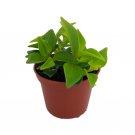 2.5" Pot Cypress Peperomia - Peperomia glabella - Easy Succulent Houseplant