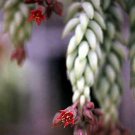 2.5" Pot - Burro's Tail Succulent - Sedum morganianum - Easy to Grow