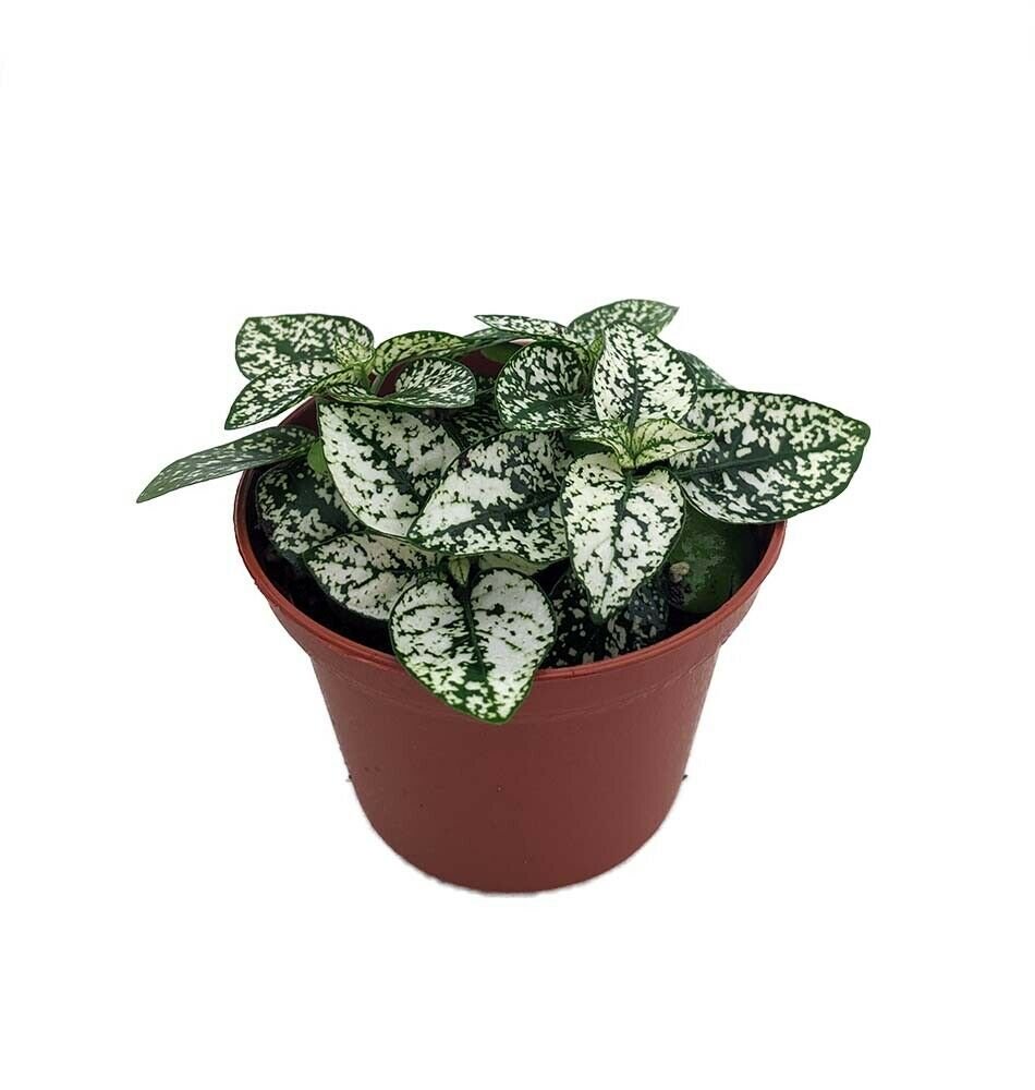 2.5" Pot - White Splash Polka Dot Plant - Hypoestes - Colorful House Plant