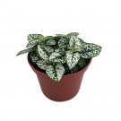 2.5" Pot - White Splash Polka Dot Plant - Hypoestes - Colorful House Plant