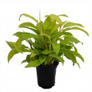 6" Pot Upright Lemon Lime Philodendron - Easy to Grow