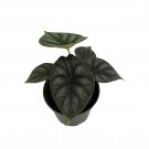 4" Pot Dragon Scale African Mask Plant - Alocasia - Houseplant