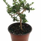 4" Pot - Bahama Berry - Mounjean Tea - Nashia inaguensis - Herbal Tea