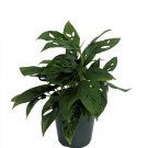 6" Pot Swiss Cheese Plant - Monstera adansoni - Collector's Series