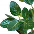 4" Pot - Audrey Indian Banyon Fig Tree - Ficus benghalensis - Easy to Grow