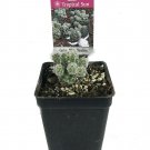 2.5" Pot White Thimble Cactus - Cereus - Houseplant/Terrarium/Fairy Garden
