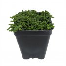 2.5" Pot - Corsican Sedum - Stonecrop - Terrarium/Fairy Garden
