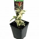 2.5" Pot - Mini Easter English Ivy - Terrarium/Fairy Garden/House Plant