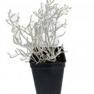 2.5" Pot - Cushion Bush -Leucophyta brownii- Terrarium/Fairy Garden/House Plant