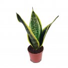 4" Pot Laurentii Snake Plant - Sansevieria - Impossible to kill!