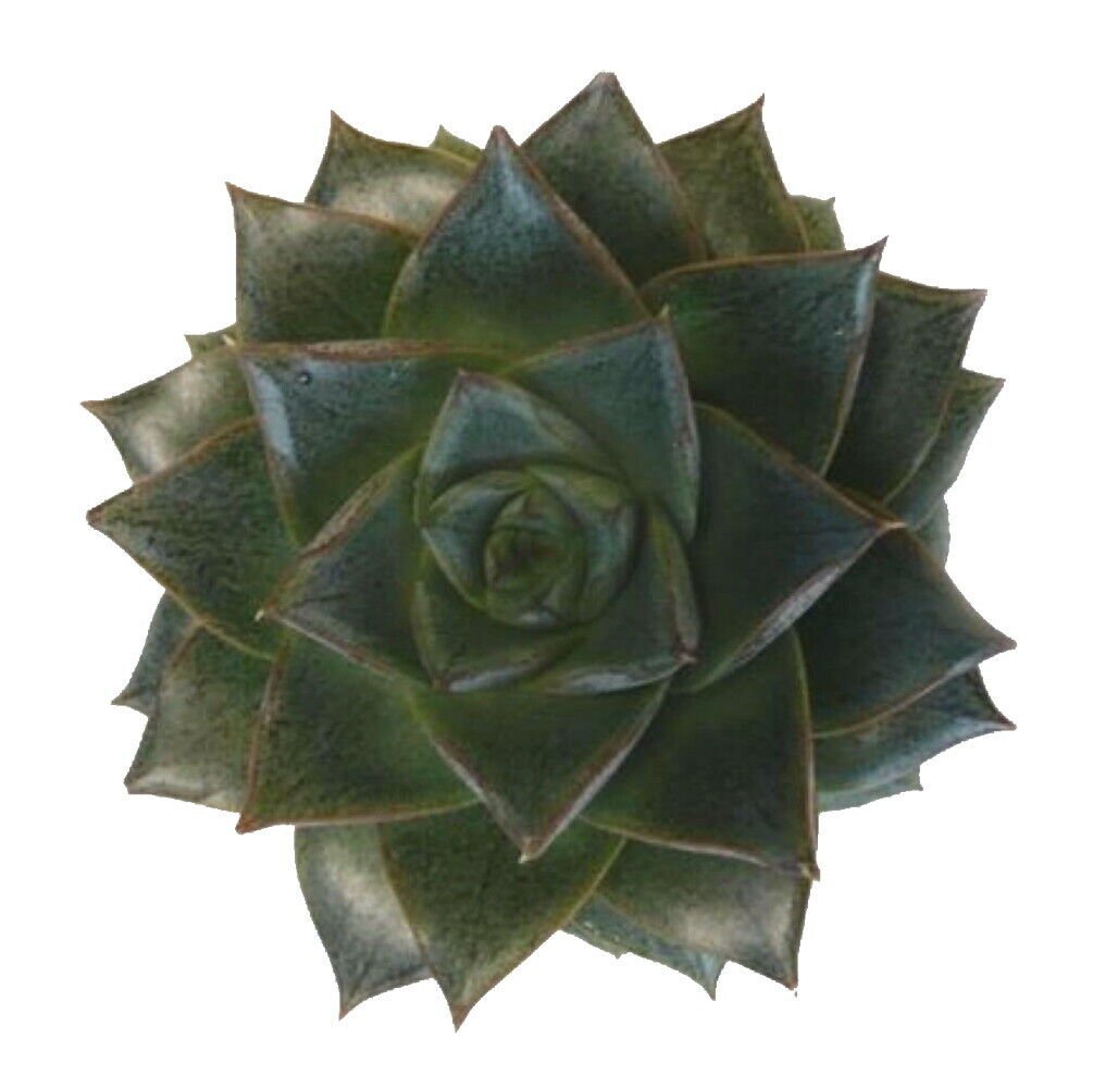 2.5" Pot Purple Desert Rose - Echeveria purpureum - Easy to Grow Succulent
