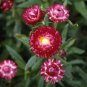 200 Seeds Strawflower- Helichrysum- Purple/Red