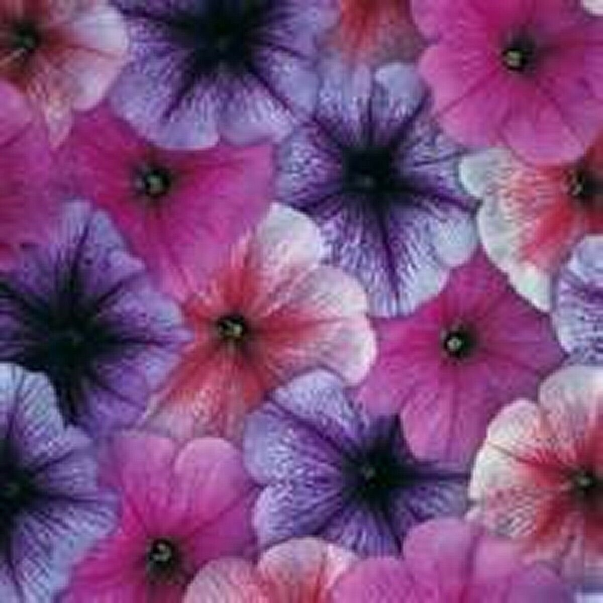 100 Seeds Petunia-Veigned mix