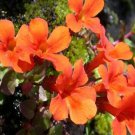 100 Seeds Mimulus- Monkey flower- Orange