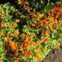 100 Seeds Mimulus- Monkey flower- Orange