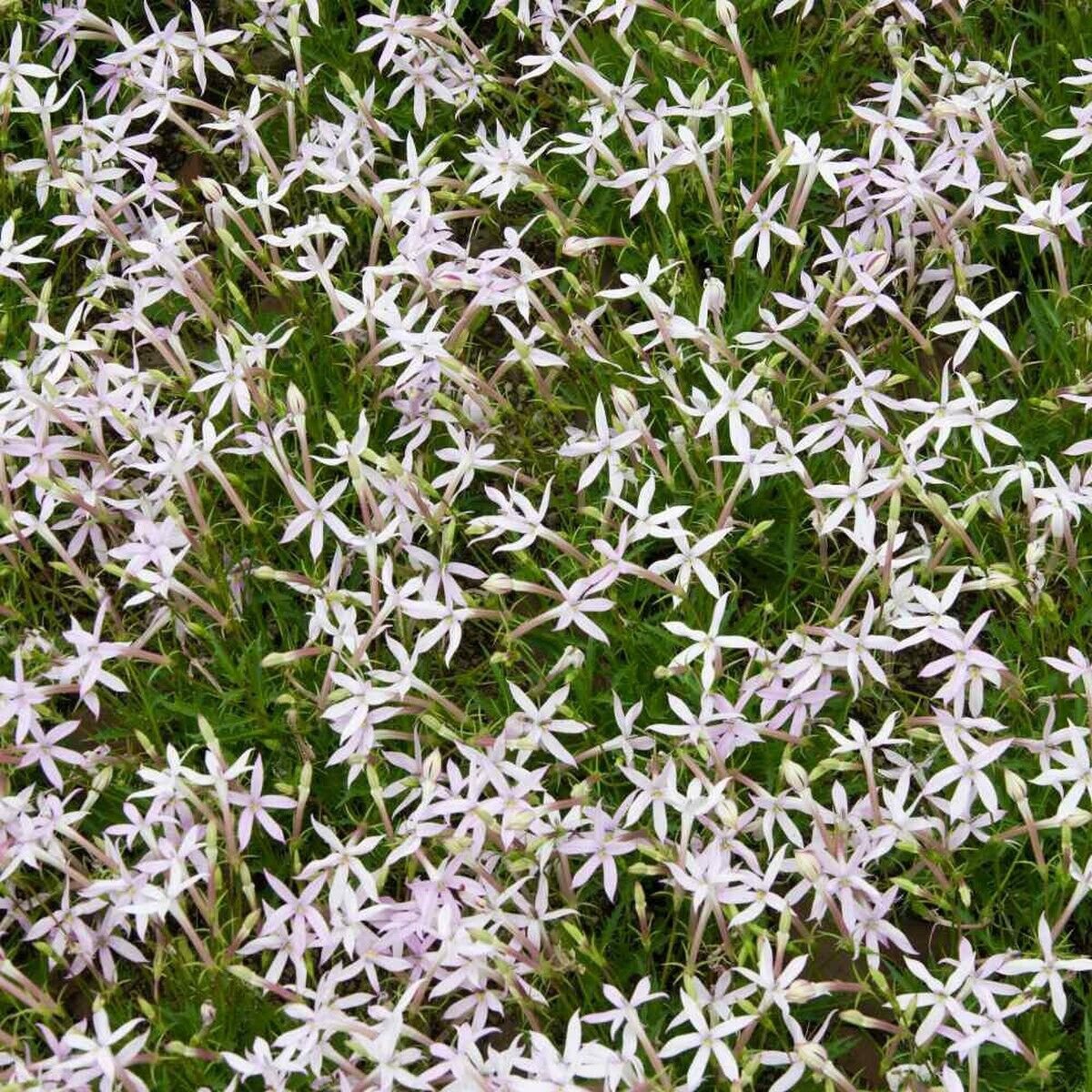 10 Seeds Laurentia- White Star