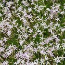 10 Seeds Laurentia- White Star