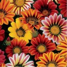 50 Seeds Gazania- Sunshine Mix