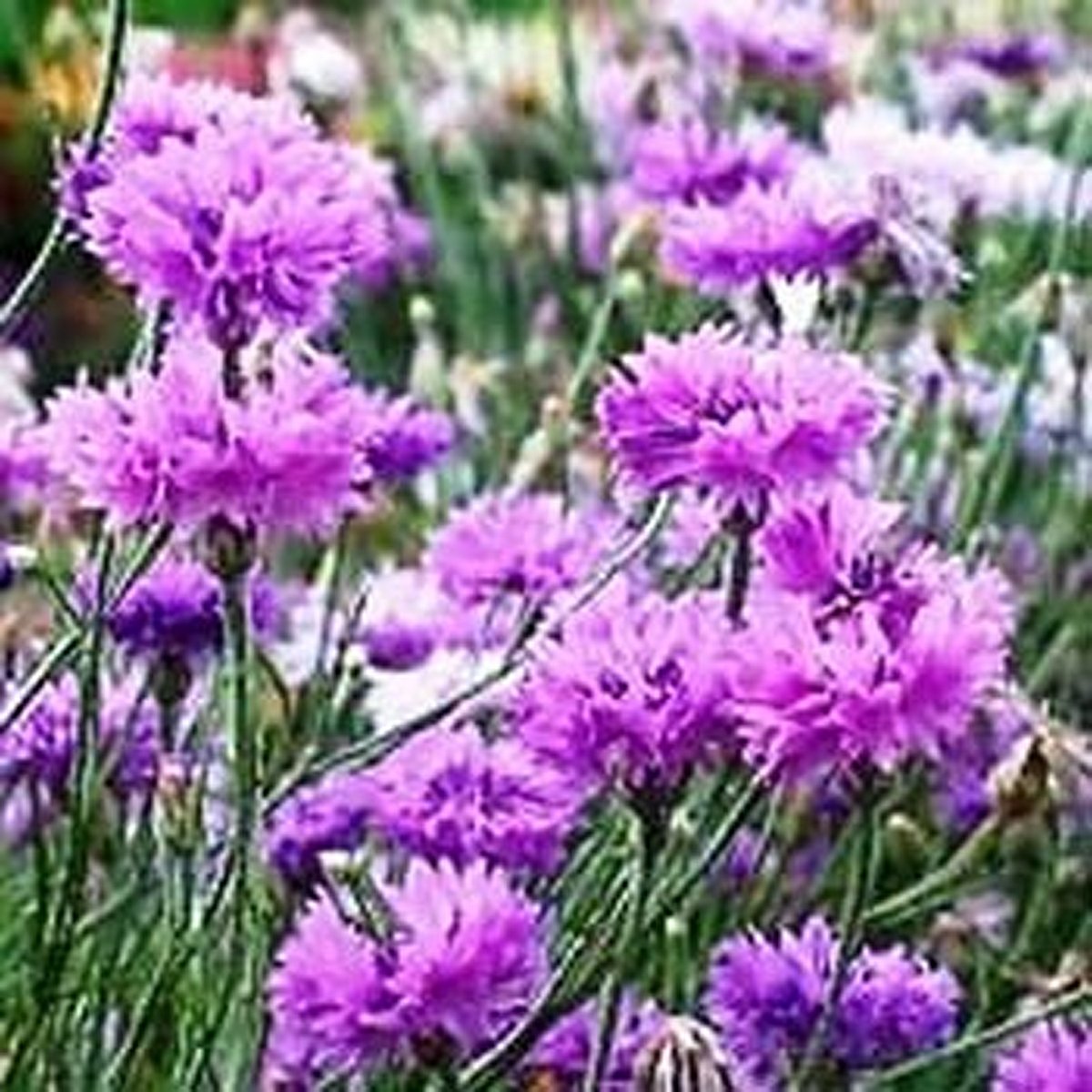 100 Seeds Cornflower- Mauve