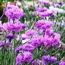 100 Seeds Cornflower- Mauve