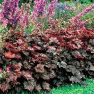 50 Seeds Coral Bells- Heuchera- Palace Purple