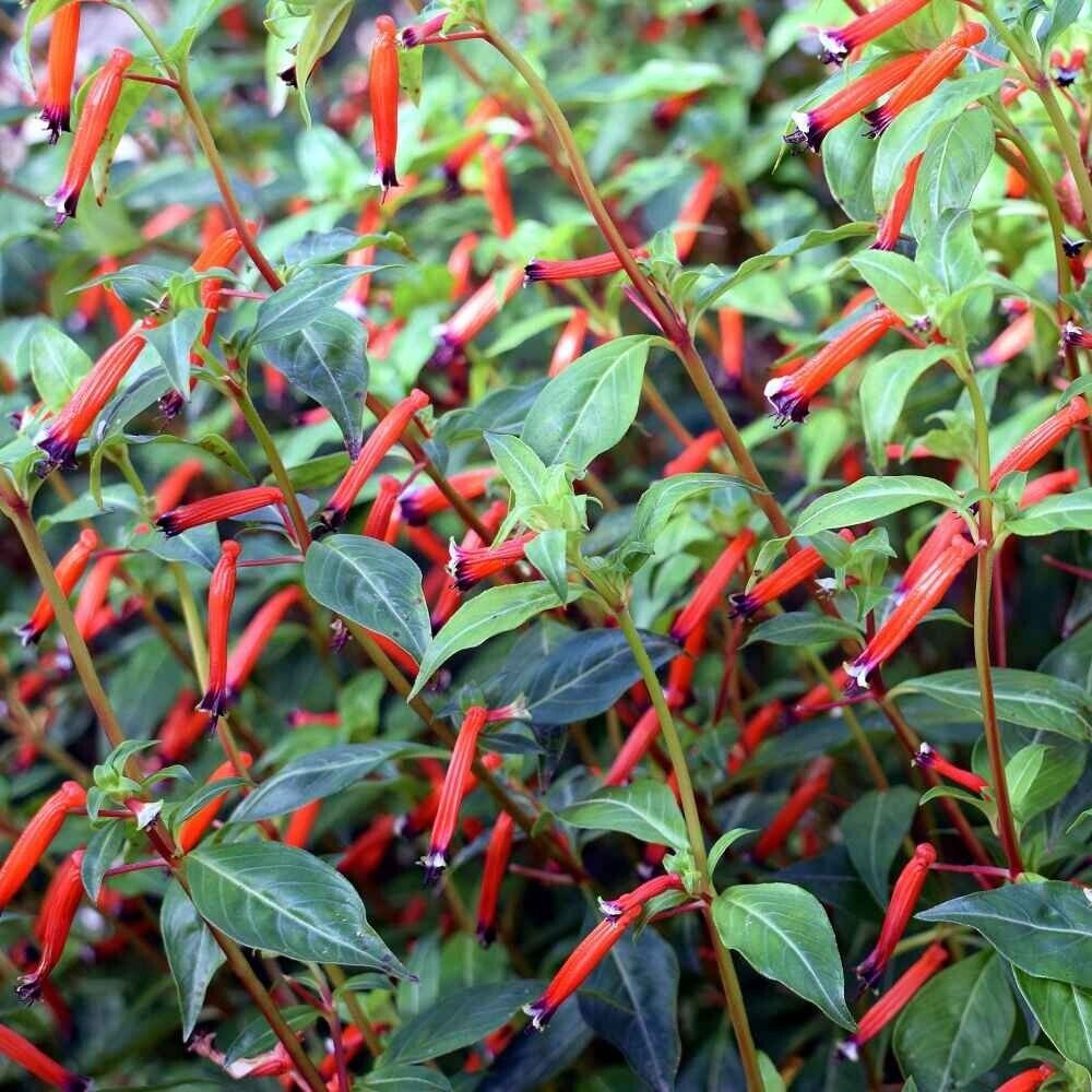 15 Seeds Cigar Plant- Cuphea Ignea- Scarlet