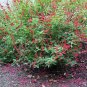 15 Seeds Cigar Plant- Cuphea Ignea- Scarlet