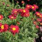 200 Seeds Chrysanthemum- Robinson Red